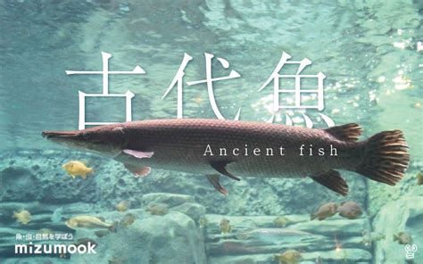 古代魚種類|古代魚とは？生きた化石と呼ばれる熱帯魚の特徴と種類